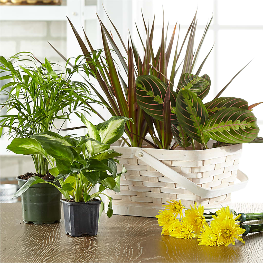 Florist Designed Blooming and Green Plants in a Basket – ALMENDRO'S FLOWER, Kissimmee FL