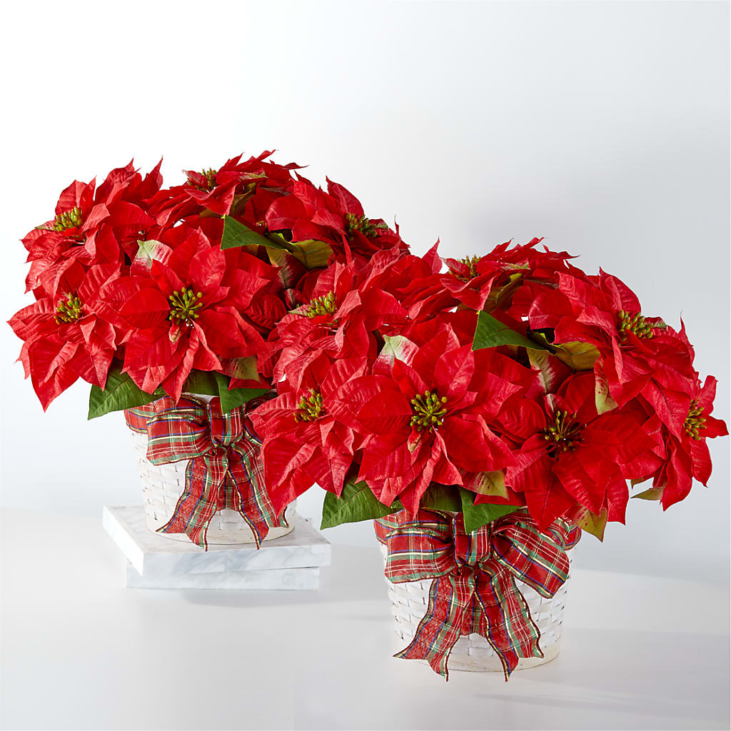 Happiest Holidays Poinsettia Bundle – ALMENDRO'S FLOWER, Kissimmee FL