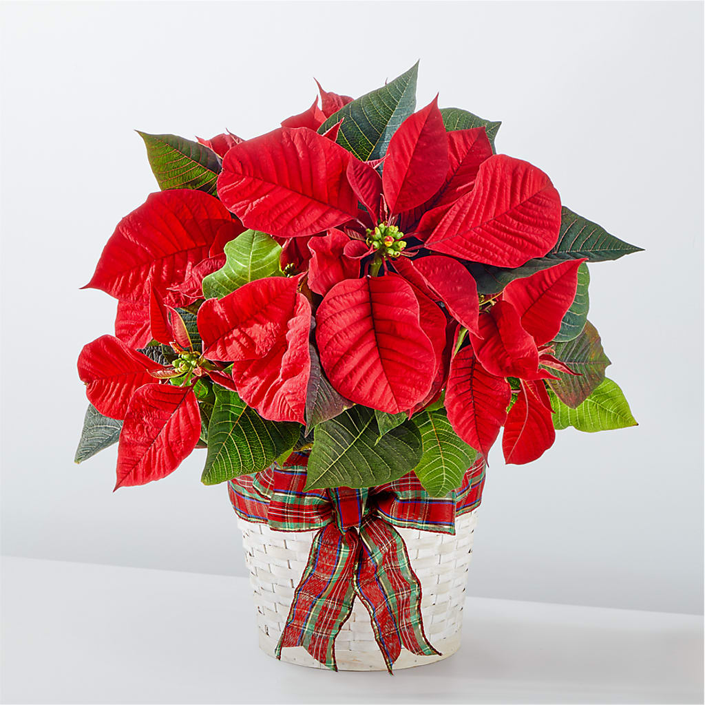 Happiest Holidays Poinsettia – ALMENDRO'S FLOWER, Kissimmee FL
