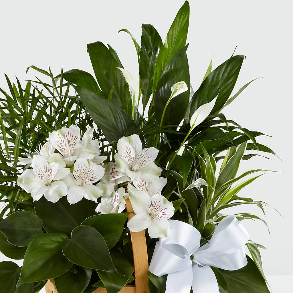 Peace & Serenity Dishgarden – ALMENDRO'S FLOWER, Kissimmee FL