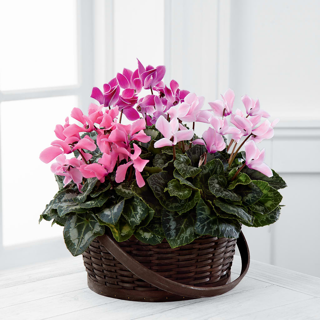 Mixed Cyclamen Planter – ALMENDRO'S FLOWER, Kissimmee FL