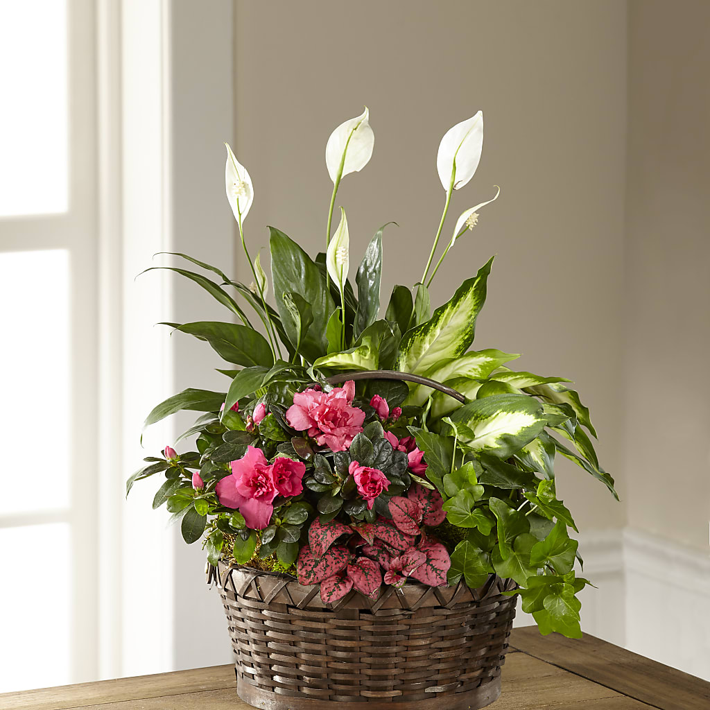 Dream in Pink Dishgarden – ALMENDRO'S FLOWER, Kissimmee FL
