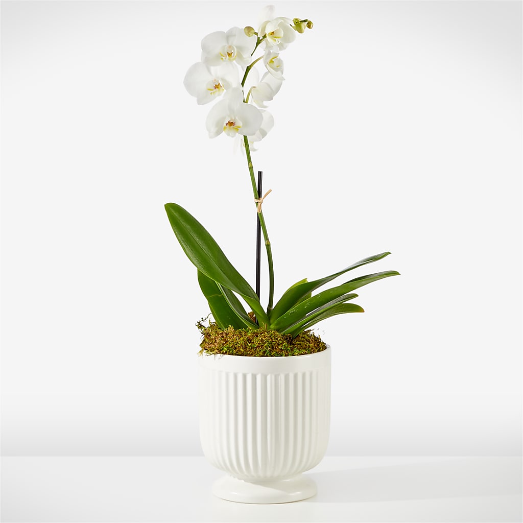 Whispering White Orchid – ALMENDRO'S FLOWER, Kissimmee FL