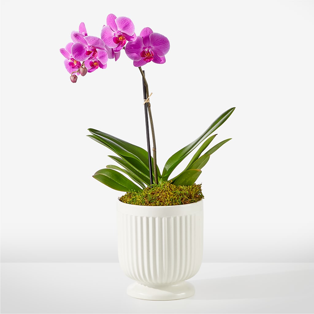 Friendly Fuchsia Orchid – ALMENDRO'S FLOWER, Kissimmee FL