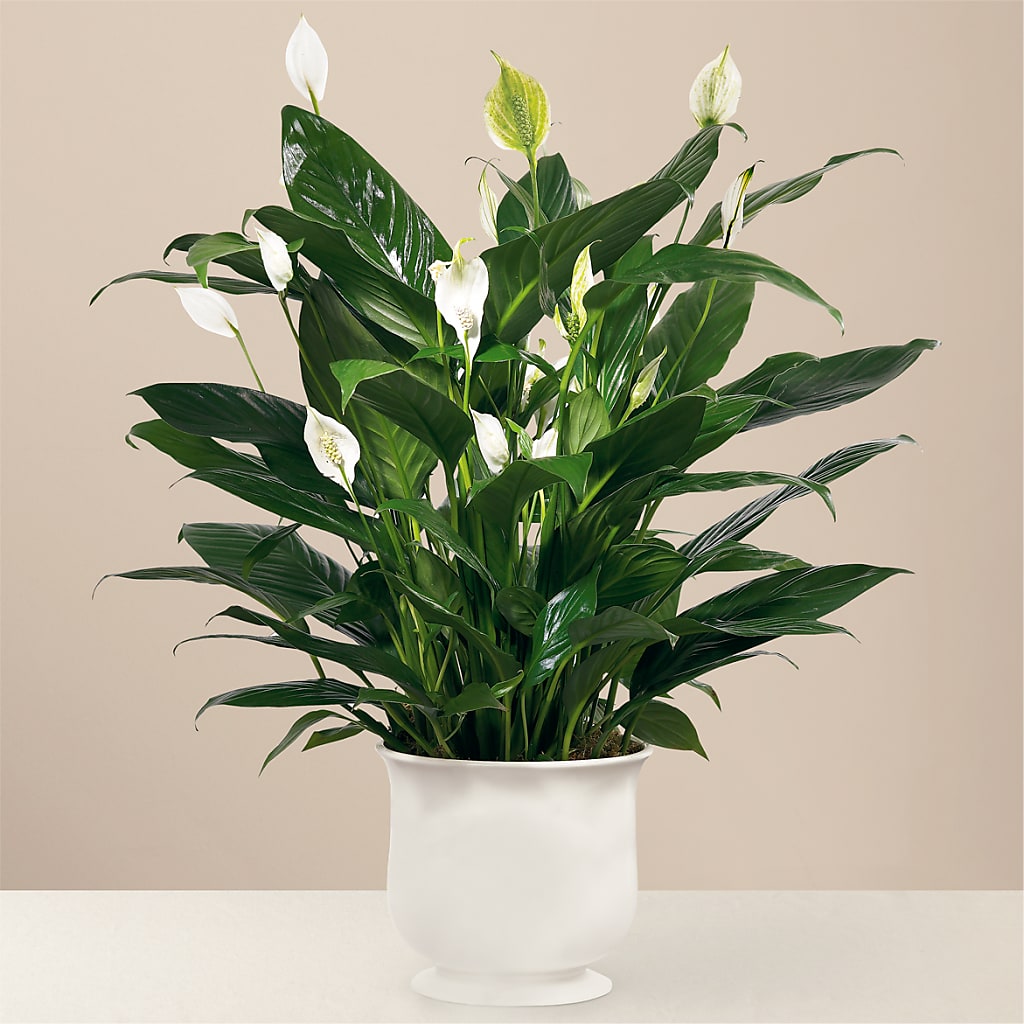 Comfort Planter – ALMENDRO'S FLOWER, Kissimmee FL