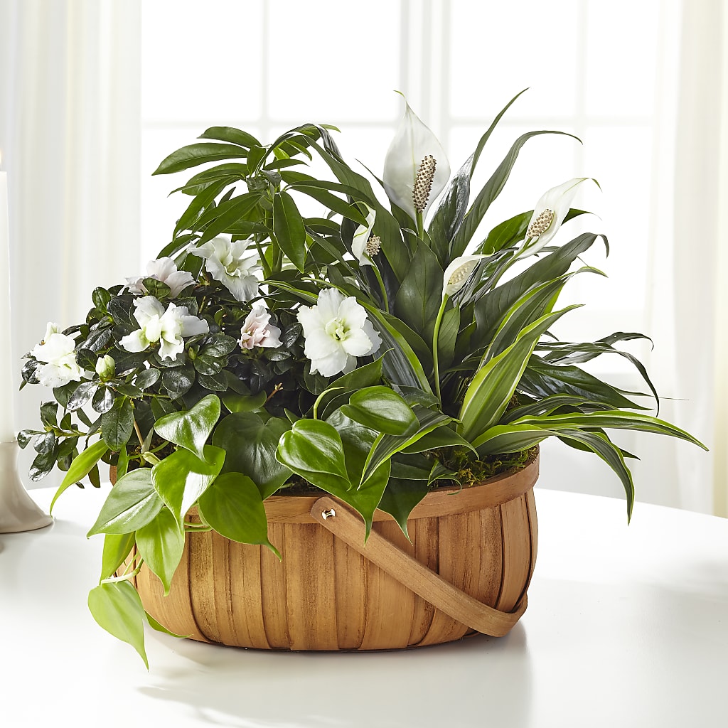 Serene Dishgarden – ALMENDRO'S FLOWER, Kissimmee FL