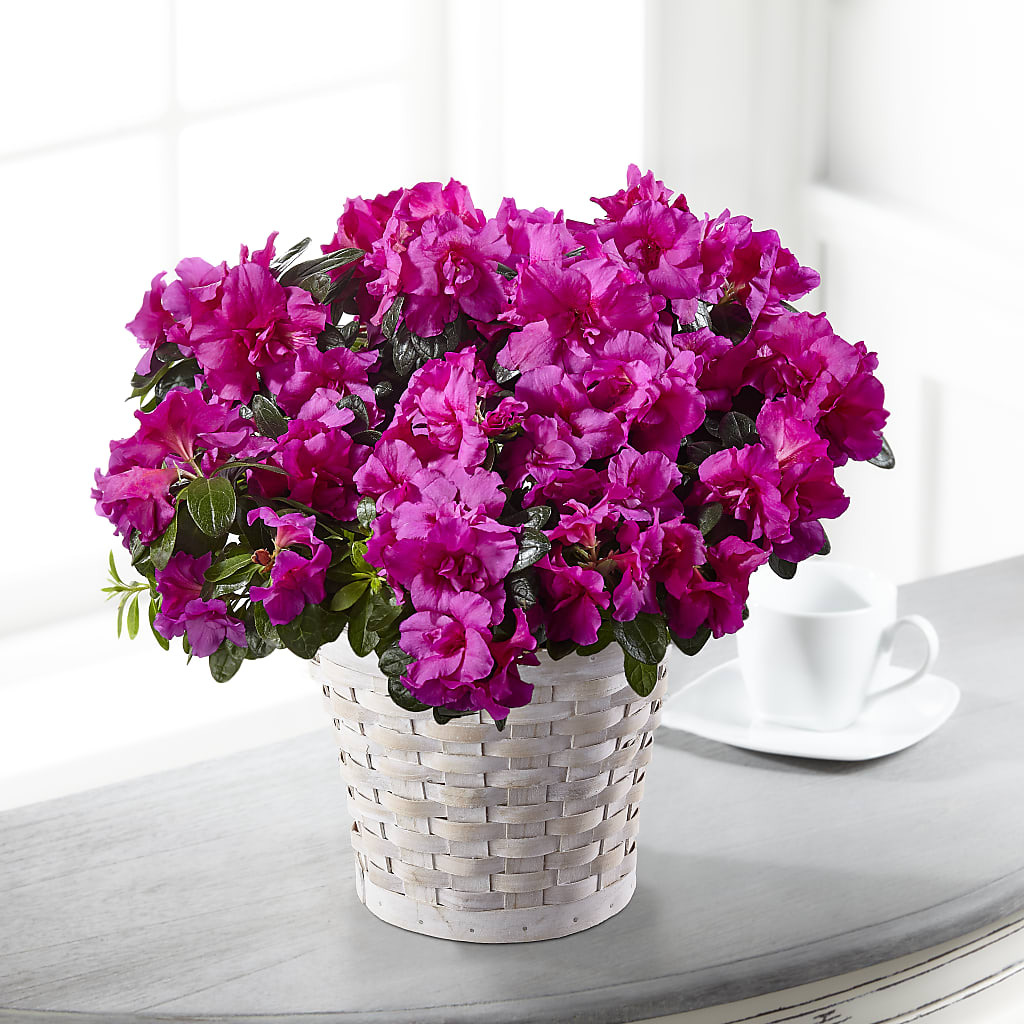 Hope & Serenity Azalea Plant – ALMENDRO'S FLOWER, Kissimmee FL
