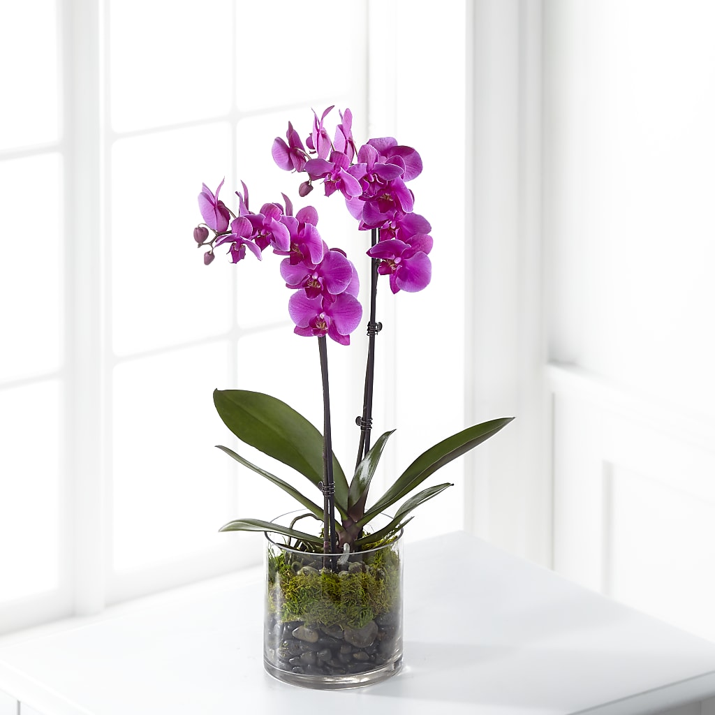 Pink Orchid Plant – ALMENDRO'S FLOWER, Kissimmee FL