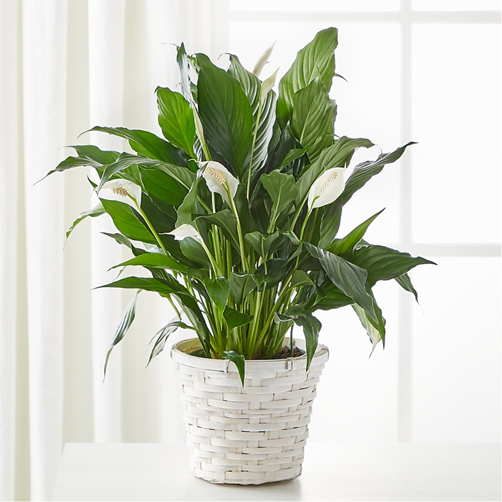A New Leaf Peace Lily – ALMENDRO'S FLOWER, Kissimmee FL