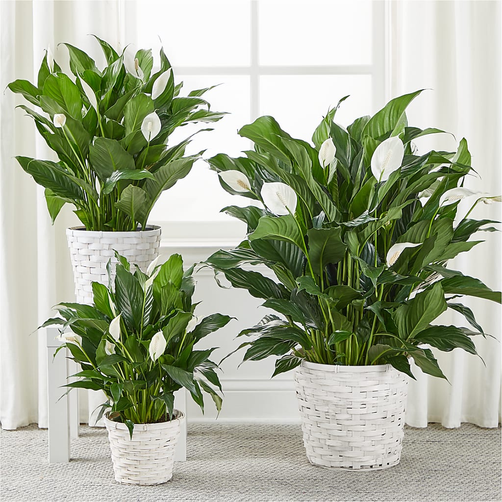 A New Leaf Peace Lily – ALMENDRO'S FLOWER, Kissimmee FL