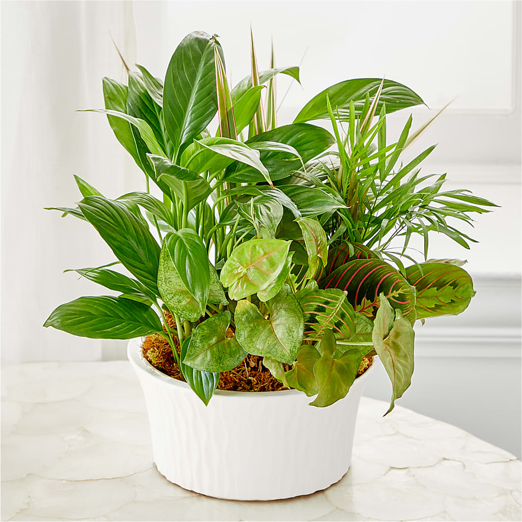 Balance & Harmony Dishgarden – ALMENDRO'S FLOWER, Kissimmee FL