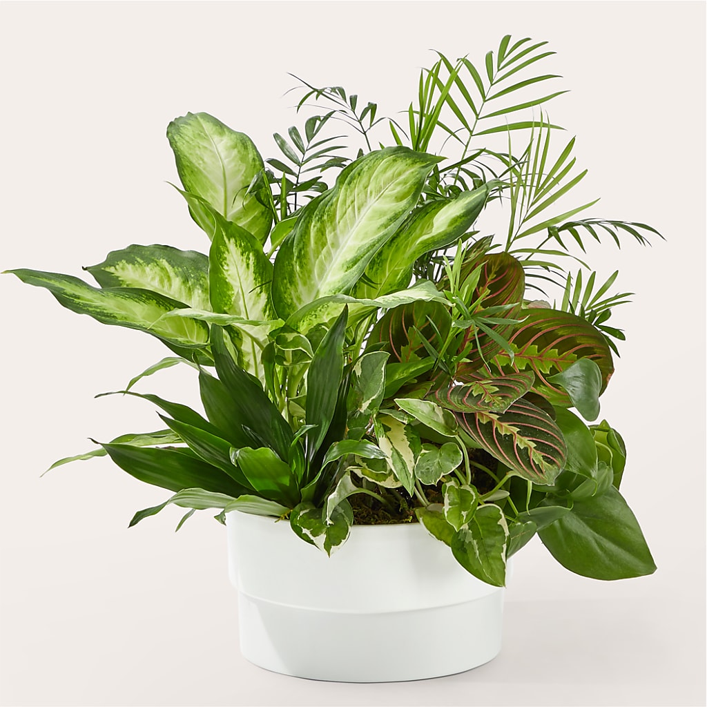 Radiating Positivity Dishgarden – ALMENDRO'S FLOWER, Kissimmee FL