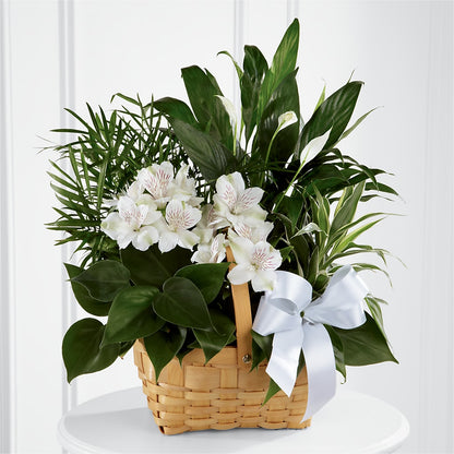 Peace & Serenity Dishgarden – ALMENDRO'S FLOWER, Kissimmee FL