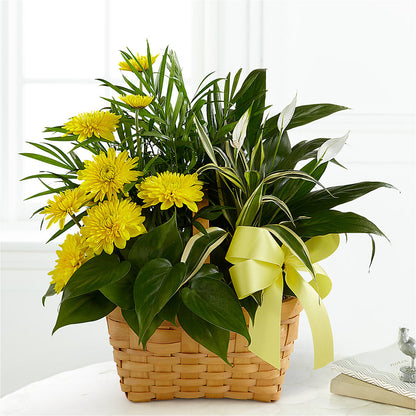 Loving Light Dishgarden – ALMENDRO'S FLOWER, Kissimmee FL