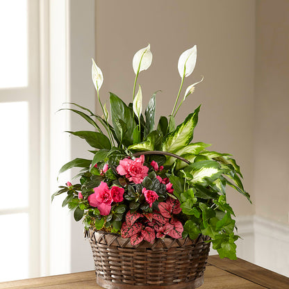 Dream in Pink Dishgarden – ALMENDRO'S FLOWER, Kissimmee FL