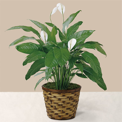 Tranquil Moments Peace Lily Plant – ALMENDRO'S FLOWER, Kissimmee FL