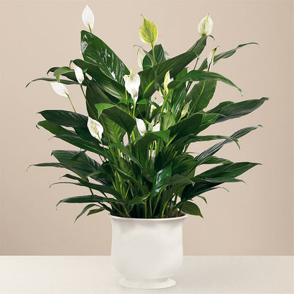 Comfort Planter – ALMENDRO'S FLOWER, Kissimmee FL