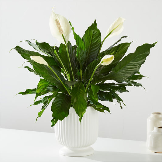 Comfort Planter – ALMENDRO'S FLOWER, Kissimmee FL