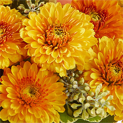 Peachy Pumpkin – ALMENDRO'S FLOWER, Kissimmee FL