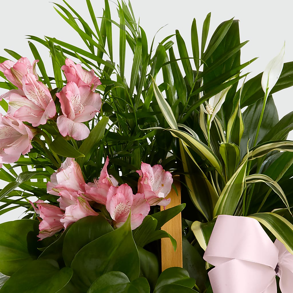Living Spirit Dishgarden – ALMENDRO'S FLOWER, Kissimmee FL