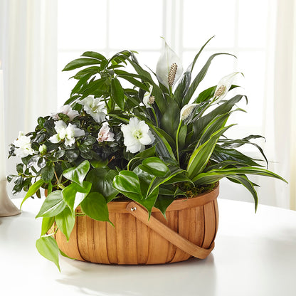 Serene Dishgarden – ALMENDRO'S FLOWER, Kissimmee FL