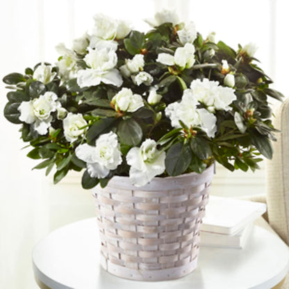 White Azalea Plant – ALMENDRO'S FLOWER, Kissimmee FL