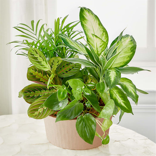 Balance & Harmony Dishgarden – ALMENDRO'S FLOWER, Kissimmee FL