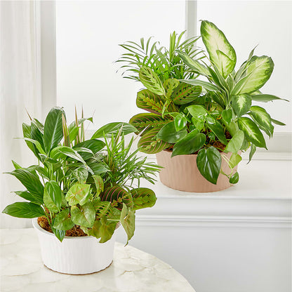 Balance & Harmony Dishgarden – ALMENDRO'S FLOWER, Kissimmee FL