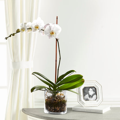 White Orchid Planter – ALMENDRO'S FLOWER, Kissimmee FL