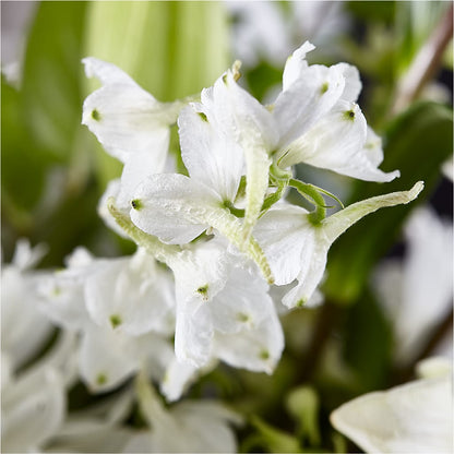 Classic Ivory – A Florist Original – ALMENDRO'S FLOWER, Kissimmee FL